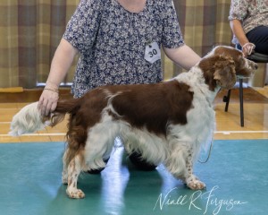 Special Beginners Dog